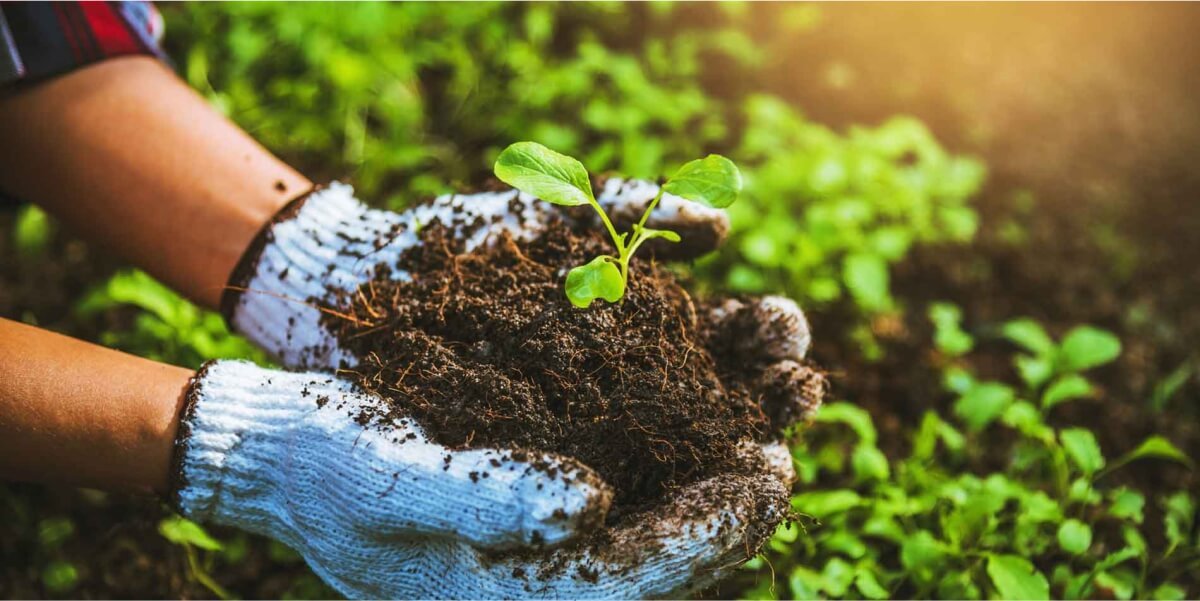 SWATI SHREE AGRI GENETICS PVT LTD