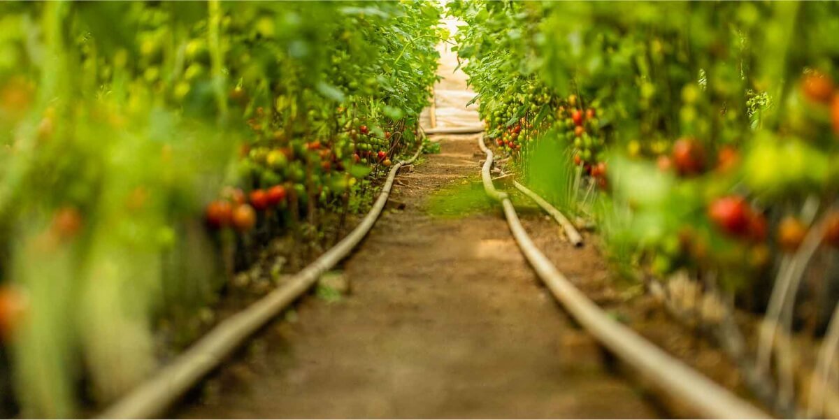 SWATI SHREE AGRI GENETICS PVT LTD